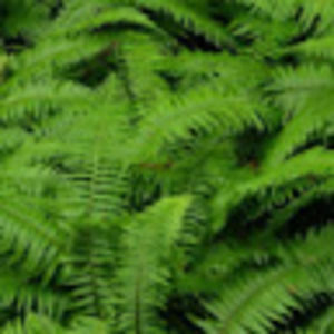 Meet your Posher, Nanette